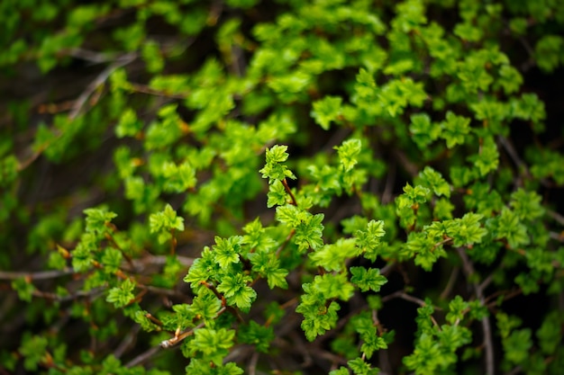 Tak met vers groen bladerenclose-up