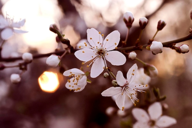 Tak met witte bloemen en verse groene bladerenLente fris geurende bloem