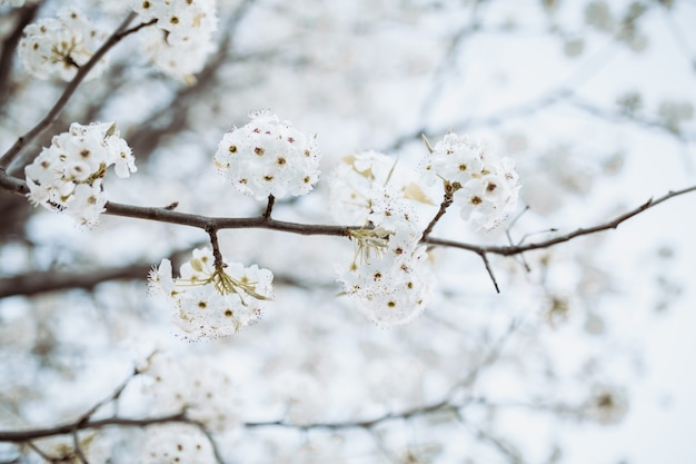 Tak met witte bloemenboom in de lente