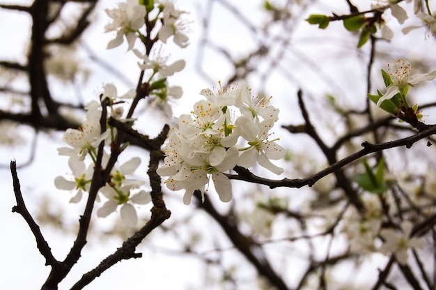 Tak met witte kersenbloemen