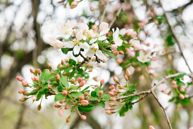 Tak met witte roze appelbloemen in de lentetuin. Selectieve aandacht. Lente bloei.