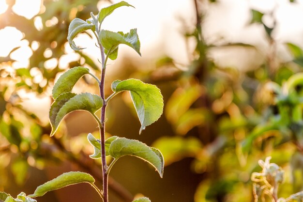 Tak van appel met groene bladeren tijdens de zonsondergang