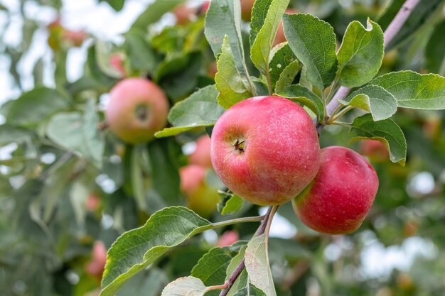 Tak van appel met rijpe rode bessen in de tuin