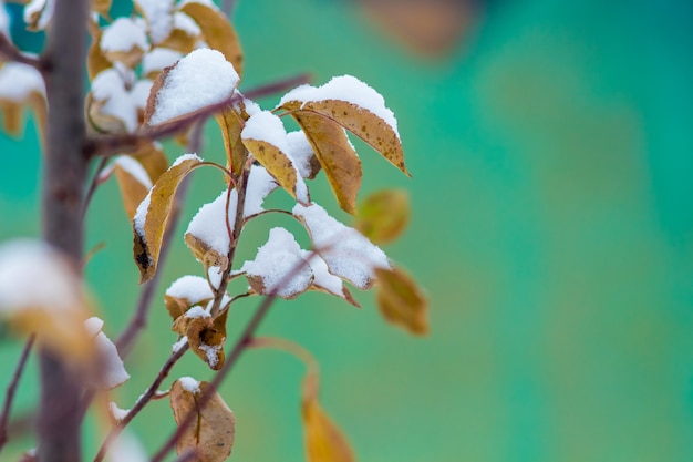 Tak van appelbomen met droge bruine bladeren, bedekt met sneeuw, vrije ruimte voor tekst_