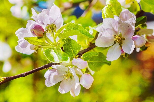 Tak van appelboom met bloeiende bloemen