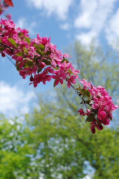 Tak van appelboom