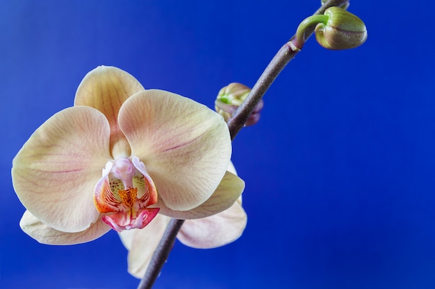 Tak van beige orchidee en knoppen op blauw. Close-up, selectieve aandacht