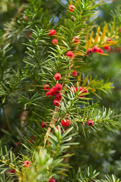 Tak van bessentaxus met rode bessen