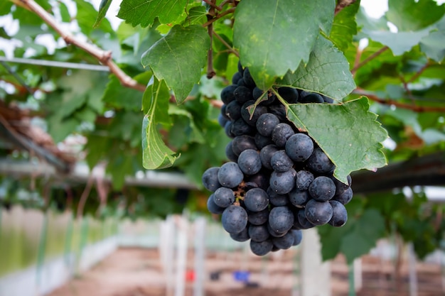 Tak van blauwe druiven op wijnstok in wijngaard