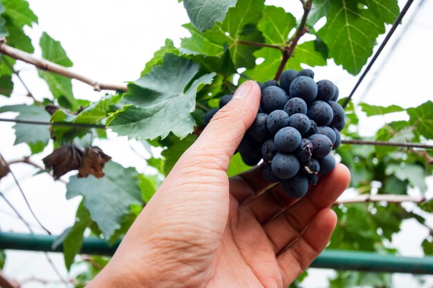 Tak van blauwe druiven op wijnstok in wijngaard