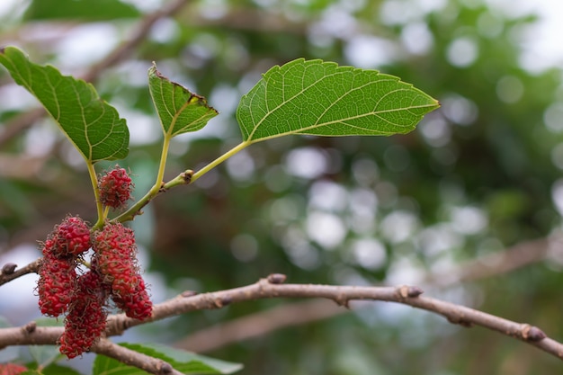 Tak van blauwe Moerbeiboom op boom