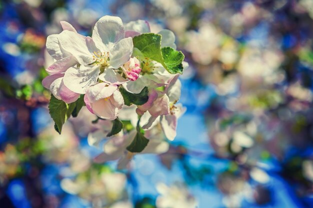 Tak van bloeiende appelboom bloemen achtergrond inatagram stile