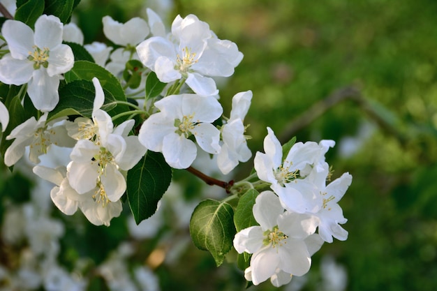 tak van bloeiende appelboom geïsoleerd met groene bladeren op de achtergrond, macro