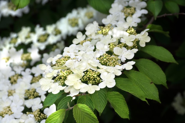 Tak van bloeiende boom witte bloemen close-up foto van lentebloesem