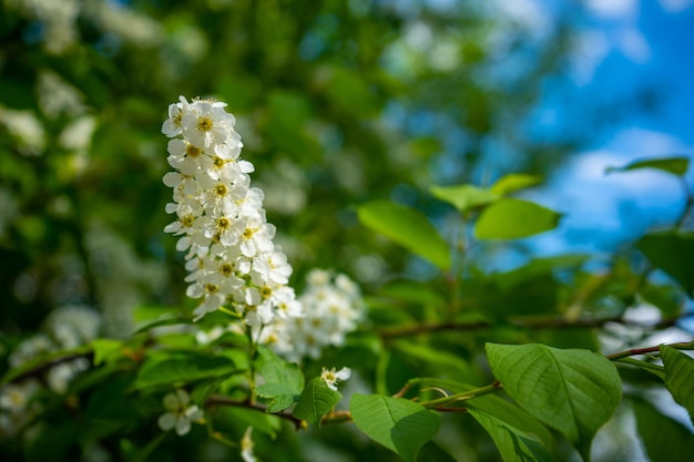 Tak van bloeiende gewone vogelkers in witte bloemen op een zonnige lentedag