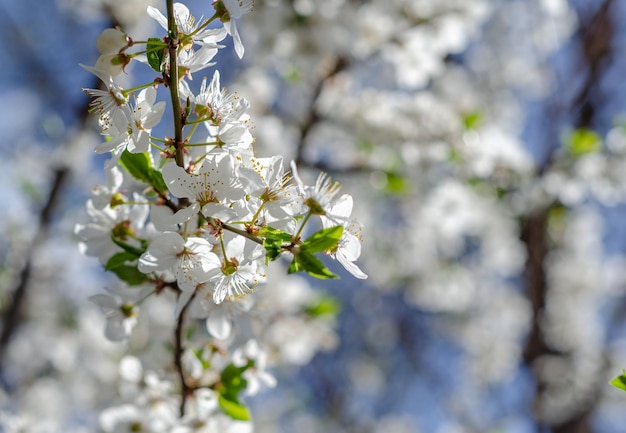 Tak van bloeiende kersen lentescène het ontwaken van de natuurgezondheidsvoeding