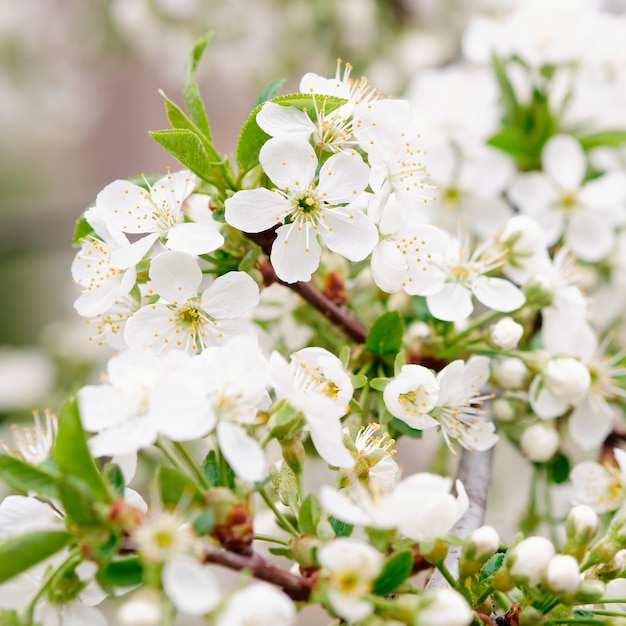 Tak van bloeiende kersenboom Lentetuin