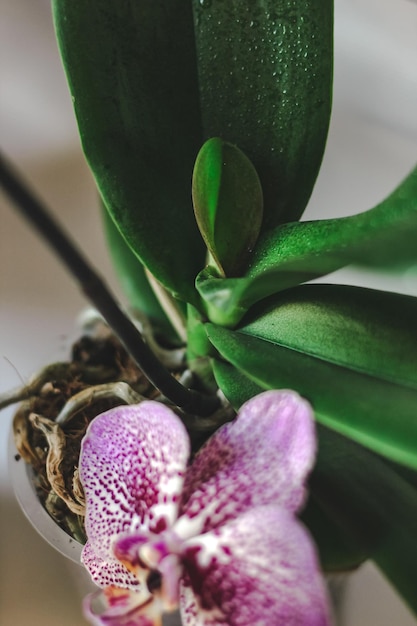 Tak van bloeiende paarse orchidee close-up phalaenopsis