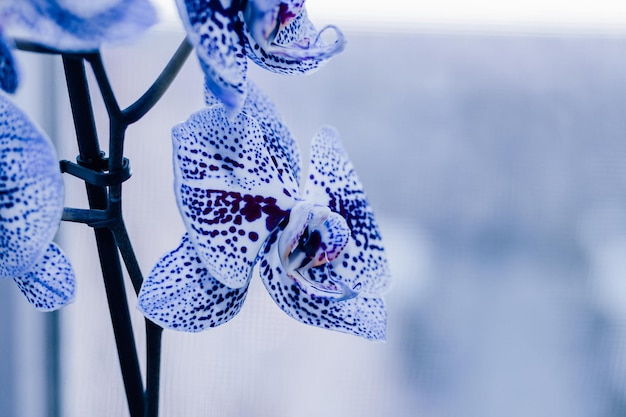 Tak van bloeiende paarse orchidee close-up phalaenopsis
