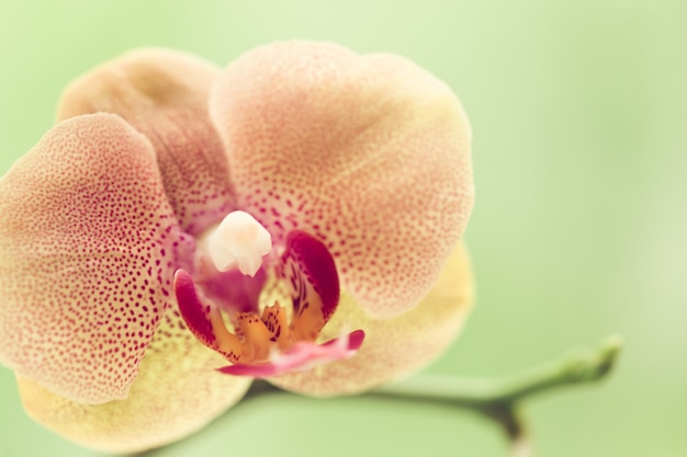 Tak van bloeiende roze orchidee dicht omhoog