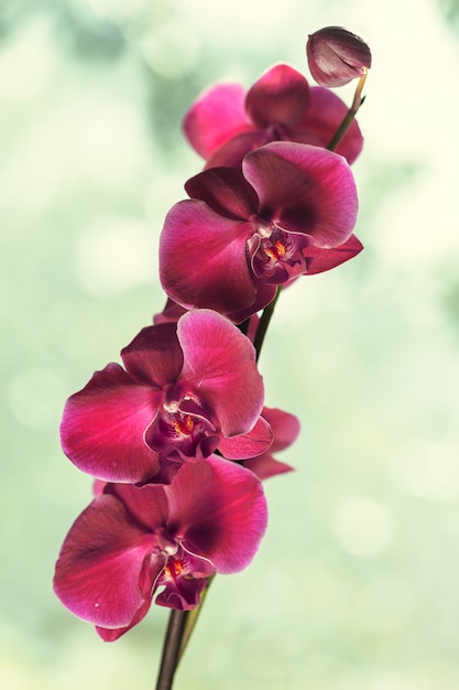 Tak van bloeiende roze orchidee dicht omhoog