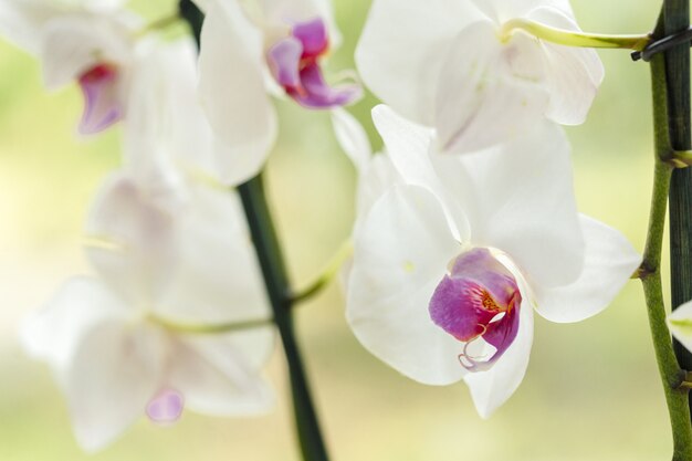 Tak van bloeiende roze orchidee dicht omhoog