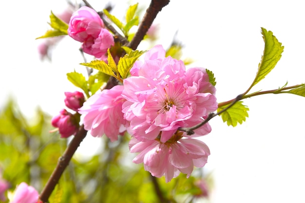 Tak van bloeiende sakura groeit in het Verre Oosten, Rusland