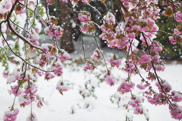 Tak van bloeiende sakuraboom onder sneeuw