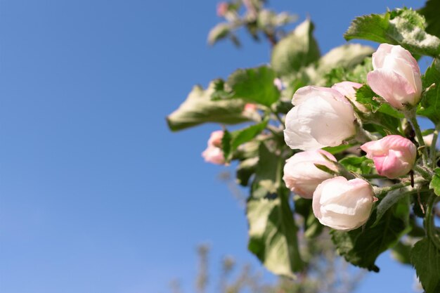 Tak van bloeiende witte appelboom