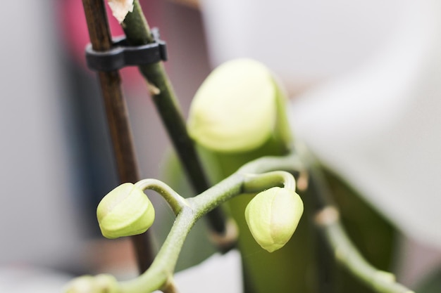 Tak van bloeiende witte orchidee close-up phalaenopsis