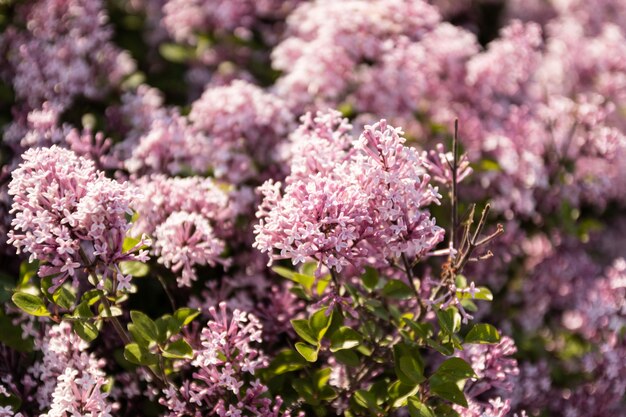 Tak van bloemen op een boom in een tuin