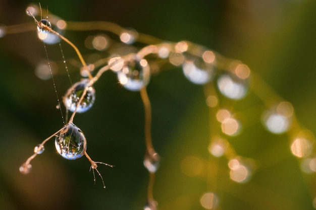 tak van boom met druppels dauw en water