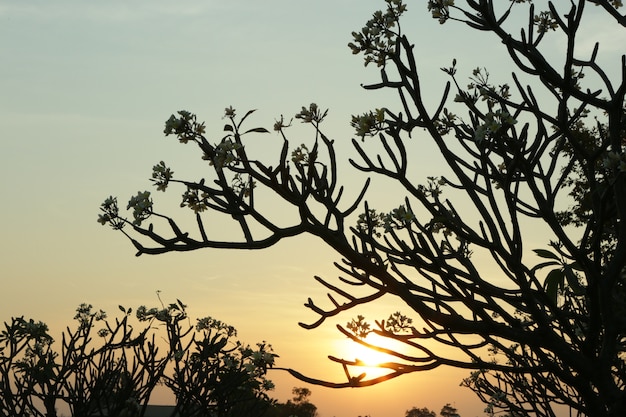 tak van de boom van de plumeria tegen de zonsondergang