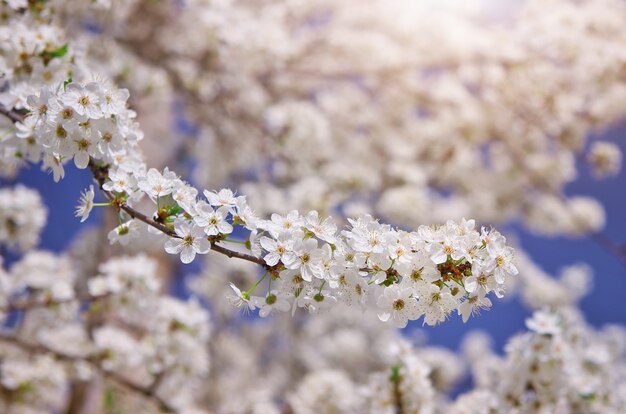 Tak van de lente witte boom. Natuur samenstelling.