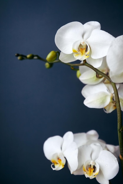 Tak van een bloeiende witte orchidee op donkerblauwe achtergrond