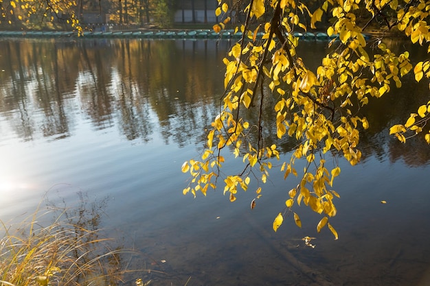 Tak van een boom met gele bladeren boven het water van een meer op het zonnige landschap van de herfstdag