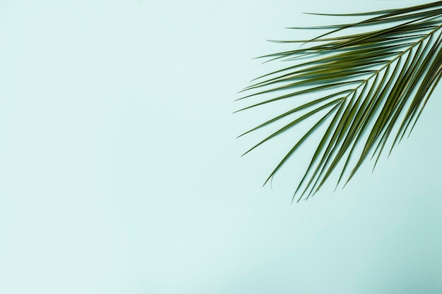 Tak van een palmboom op een lichtblauwe achtergrond.