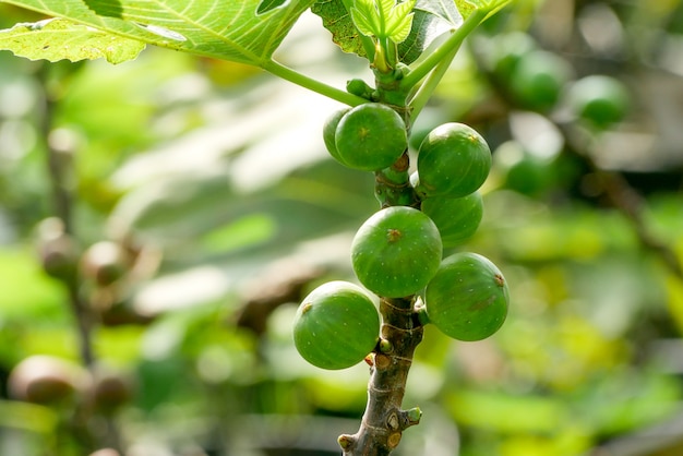 Tak van een vijgenboom (Ficus carica) met bladeren en vruchten in verschillende stadia van rijping