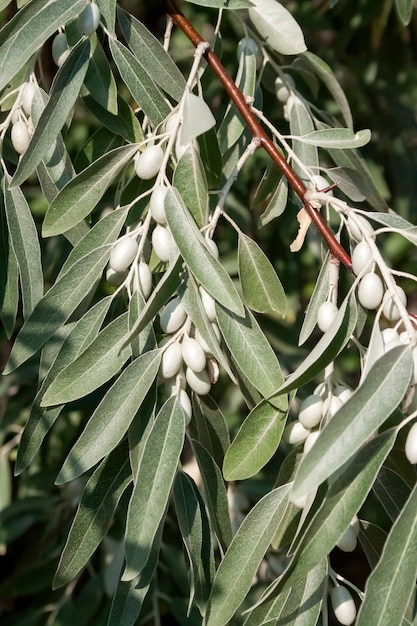 Tak van Elaeagnus angustifolia (gewoonlijk Russische olijf, zilverbes, oleaster, Perzische olijf of wilde olijf genoemd)