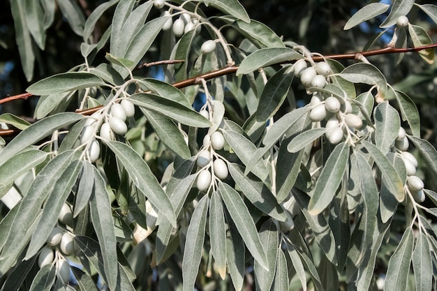 Tak van Elaeagnus angustifolia