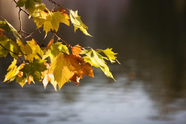 Tak van esdoorn hangt over het water