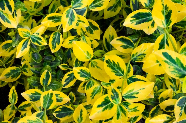 Foto tak van euonymus fortunei natuurlijke achtergrond