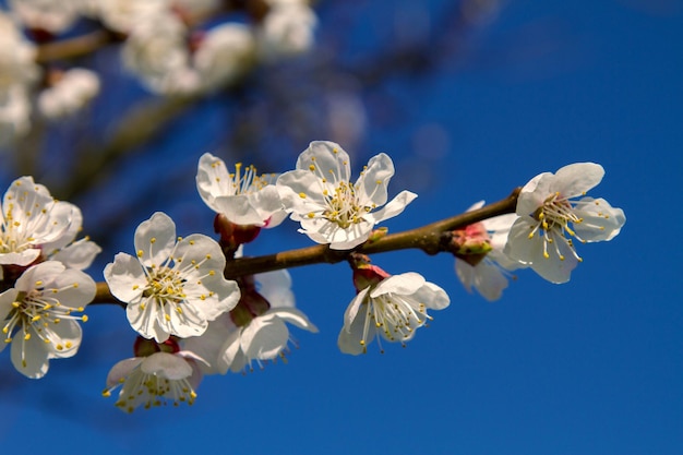 Tak van fruitboom abrikoos bloemen