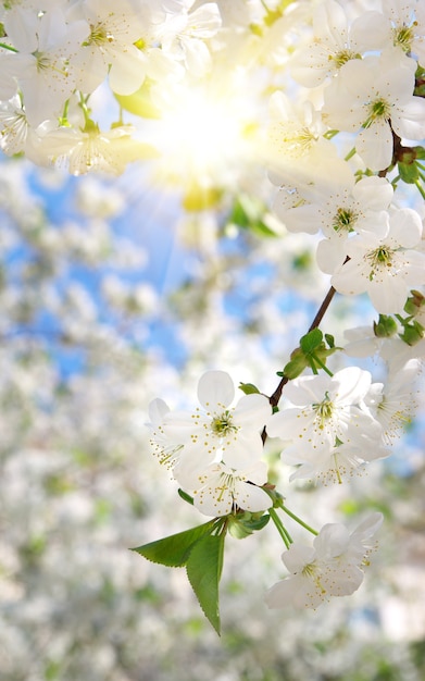 Tak van grote witte boom. Natuur samenstelling.