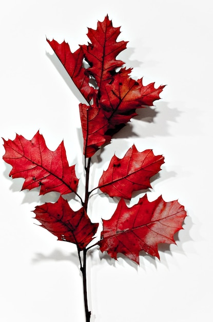 Tak van herfstbladeren met een roodbruine kleur.