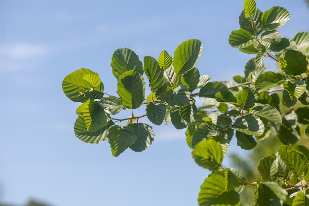 Tak van iepboomclose-up