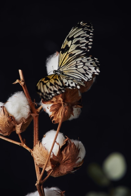 Tak van katoenplant geïsoleerd op de zwarte achtergrond. een prachtige vlinder zit op een bloem