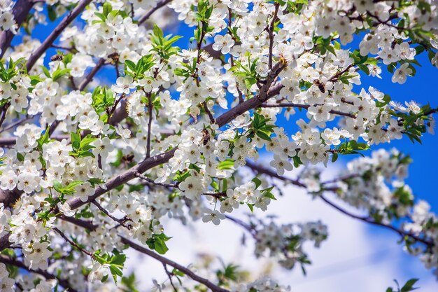 Tak van kersen met witte bloemen op de achtergrond van de blauwe sky_