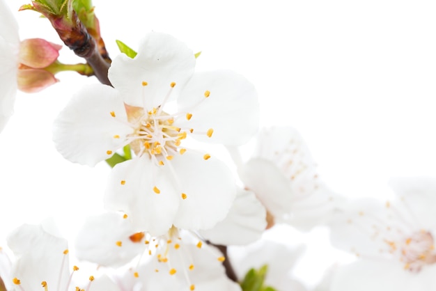 Tak van kersen witte bloemen geïsoleerd op een witte achtergrond