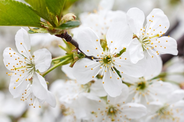 Tak van kersenboom in de periode van voorjaarsbloei